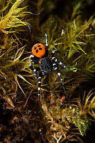 Ladybird spider (Eresus cinnaberinus)male, Dorset, UK. In England this extremely rare spider has a habitat confined to a quarter acre patch in Dorset, and the male only appears above ground for a few...