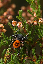 Ladybird spider (Eresus cinnaberinus)male, Dorset, UK. In England this extremely rare spider has a habitat confined to a quarter acre patch in Dorset, and the male only appears above ground for a few...