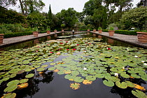 Ornamental lily pond at Borde Hill Gardens, Sussex, UK