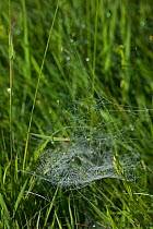 Web of a Money spider {Lynyphiidae} in long grass. UK