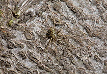 Invisible spider (Drapetisca socialis) hunting on trunk of a beech tree, UK