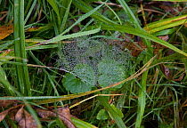 Spider web of a Money spider (Lynyphiidae) in grass, UK