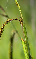 Long jawed spider {Tetragnatha extensa} camouflaged on plant stem, UK