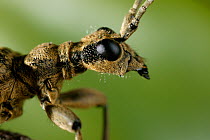 Longhorn beetle {Rhagium mordox} portraits, side view, UK