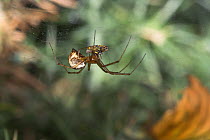 Moneyspider {Lynyphidae} on its web with dungfly prey, UK