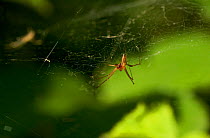Common hammock spider (Linyphia triangularis) male on web with female in background, UK