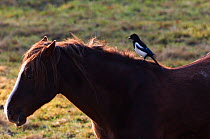 Magpie {Pica pica} perched on back of a domestic horse's back, UK