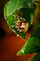 Marbled orb weaver spider (Araneus marmoreus) on underside of leaf, UK