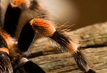 Close up of leg of Mexican red-knee tarantula spider (Brachypelma smithi) controlled conditions
