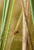 Money spider (Lepthyphantes sp) on sand speckled web, UK
