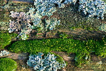 Moss and lichen on fence, UK
