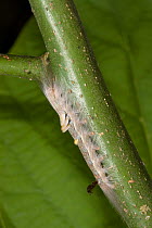 Caterpillar larva of unidentified moth, Kaziranga NT, Assam, India