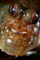 Close up of eyes of a Mudskipper {Periophthalmus barbarus} controlled conditions, from West Africa