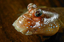 Close up of eyes of a Mudskipper {Periophthalmus barbarus} controlled conditions, from West Africa