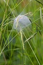 Incomplete web of the Nursery Web spider {Pisaura mirabilis} UK