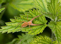 Nursery web spider (Pisaura mirabilis) basking on nettle leaf, UK