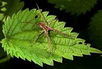 Nursery web spider (Pisaura mirabilis) basking on nettle leaf, UK
