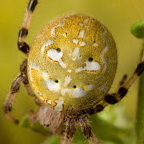Orb weaver spider (Araneus quadratus) UK