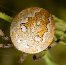 Orb weaver spider (Araneus quadratus) UK, showing a colour variant
