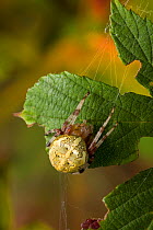Orb weaver spider (Araneus quadratus) UK, marbled form