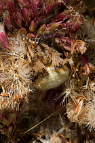 Orb weaver spider (Araneus quadratus) UK, hiding in retreat