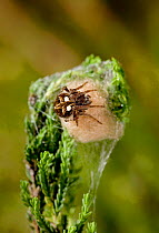 Orb weaver spider (Agalenatea redii) guards its egg sac on plant stem, UK