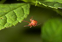 Orb weaver spider (Atea triguttatus) on silk threads, UK