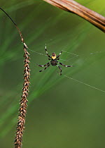 Marbled orb weaver spider (Araneus marmoreus) male weaving web, UK