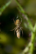 Orb weaver spider (Neoscona adianta) with prey on web, UK
