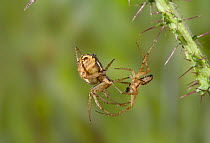 Orb weaver spider (Neoscona adianta) pair in courtship, UK