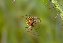 Orb weaver spider (Neoscona adianta) mating pair, UK
