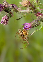 Orb weaver spider (Neoscona adianta) mating pair, UK