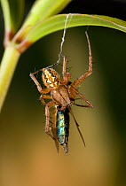 Orb weaver spider (Neoscona adianta) hanging from thread with insect prey, UK