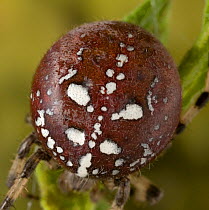 Orb weaver spider (Araneus quadratus) showing dark colour variation, UK