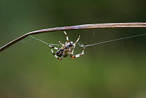 Orb weaver spider (Araneus marmoreus) controlling its web with five of its feet and its mouthparts, UK