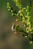 Orb weaver spider (Mangora acalypha) on vegetation, UK