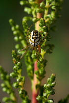Orb weaver spider (Mangora acalypha) on vegetation, UK