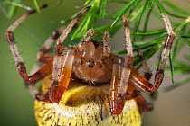 Orb weaver spider {Araneus marmoreus} upside-down on plant, UK