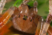 Orb weaver spider {Araneus marmoreus} upside-down on plant, UK