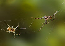 Pirate spider (Ero sp) on right, on web stalking a Money spider {Linyphiidae} on left, UK