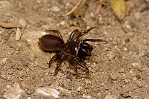 Purse-web spider {Atypus affinis} UK