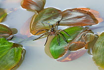 Raft spider (Dolomedes fimbriatus) on water, UK