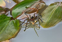 Raft spider (Dolomedes fimbriatus) on water with Cranefly prey, UK