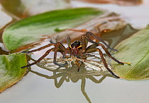 Raft spider (Dolomedes fimbriatus) on water feeding on cranefly prey, UK