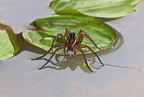 RAFT SPIDER (Dolomedes with cranefly)   PISAURIDAE