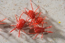 Red spider mites (Acarina) UK