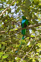 Resplendent quetzel (Pharomachrus moccino) perched in tree, Costa Rica