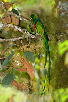 Resplendent quetzel (Pharomachrus moccino) perched in tree, calling, Costa Rica