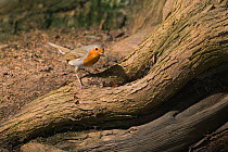 Robin {Erithacus rubecula} searching for insects at base of yew tree, UK