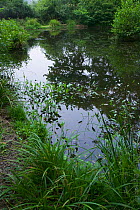 Pond for attracting wildlife, Sussex, UK